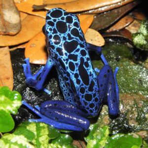 dart frog 4