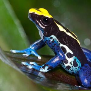 dart frog 5